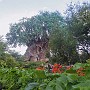 Animal Kingdom